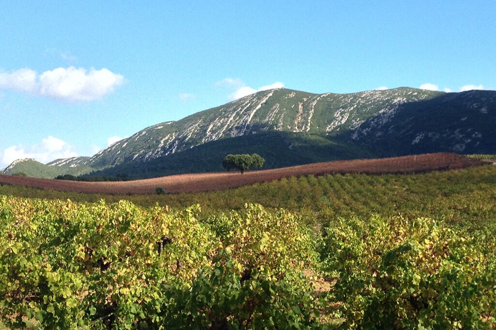 Excursión de un día a los Vinos de Arrábida desde Lisboa
