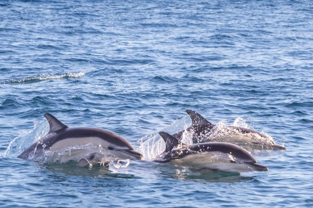 Lisboa: Excursión en barco para avistar delfines