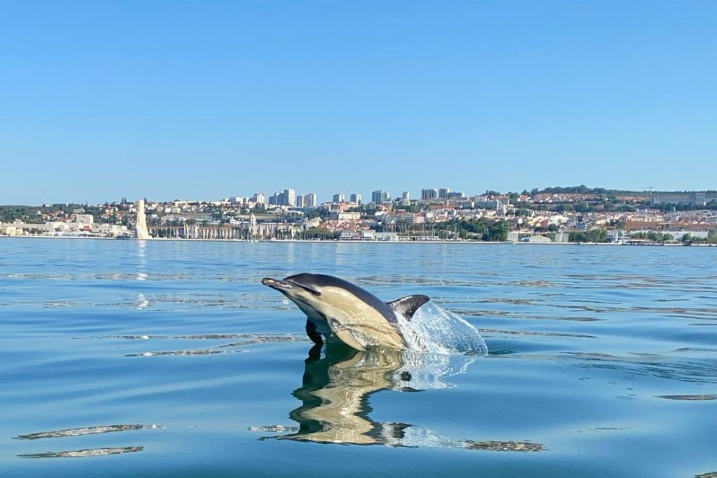 Lisboa: Excursión en barco para avistar delfines
