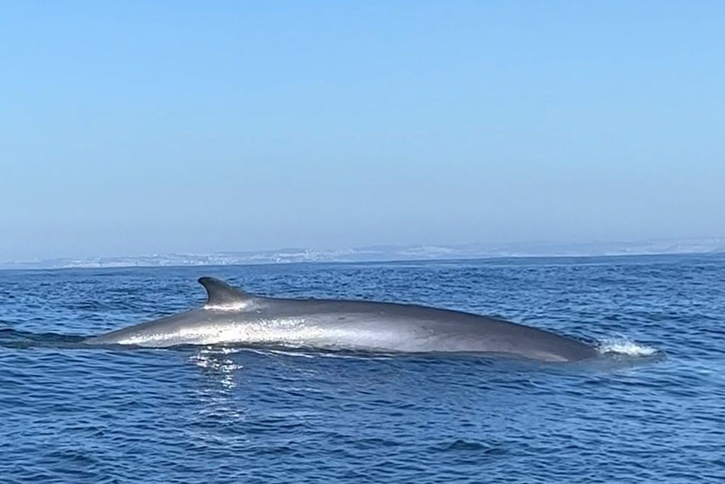 Lisboa: Excursión en barco para avistar delfines