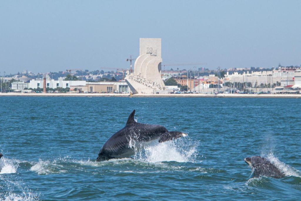Lisboa: Excursión en barco para avistar delfines