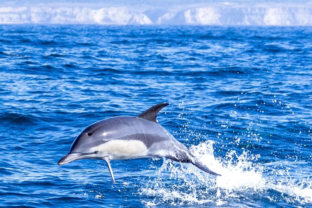 Lisboa: Excursión en barco para avistar delfines