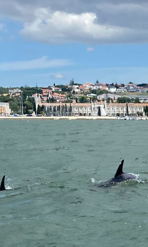 Lisboa: Excursión en barco para avistar delfines