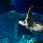 SEA LIFE Porto: Annual Pass