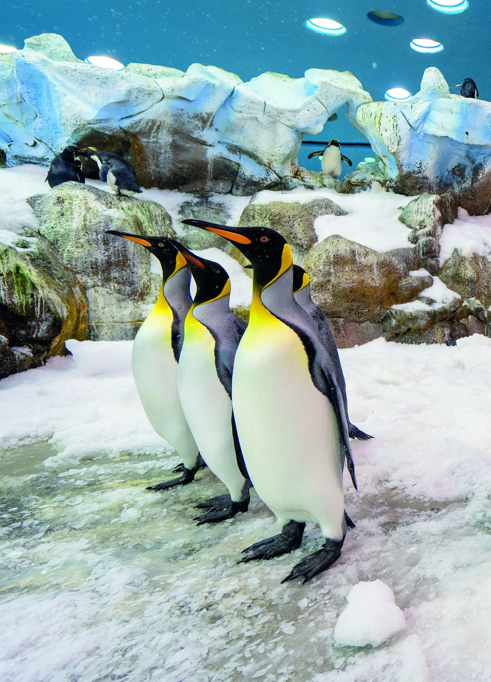 Loro Parque