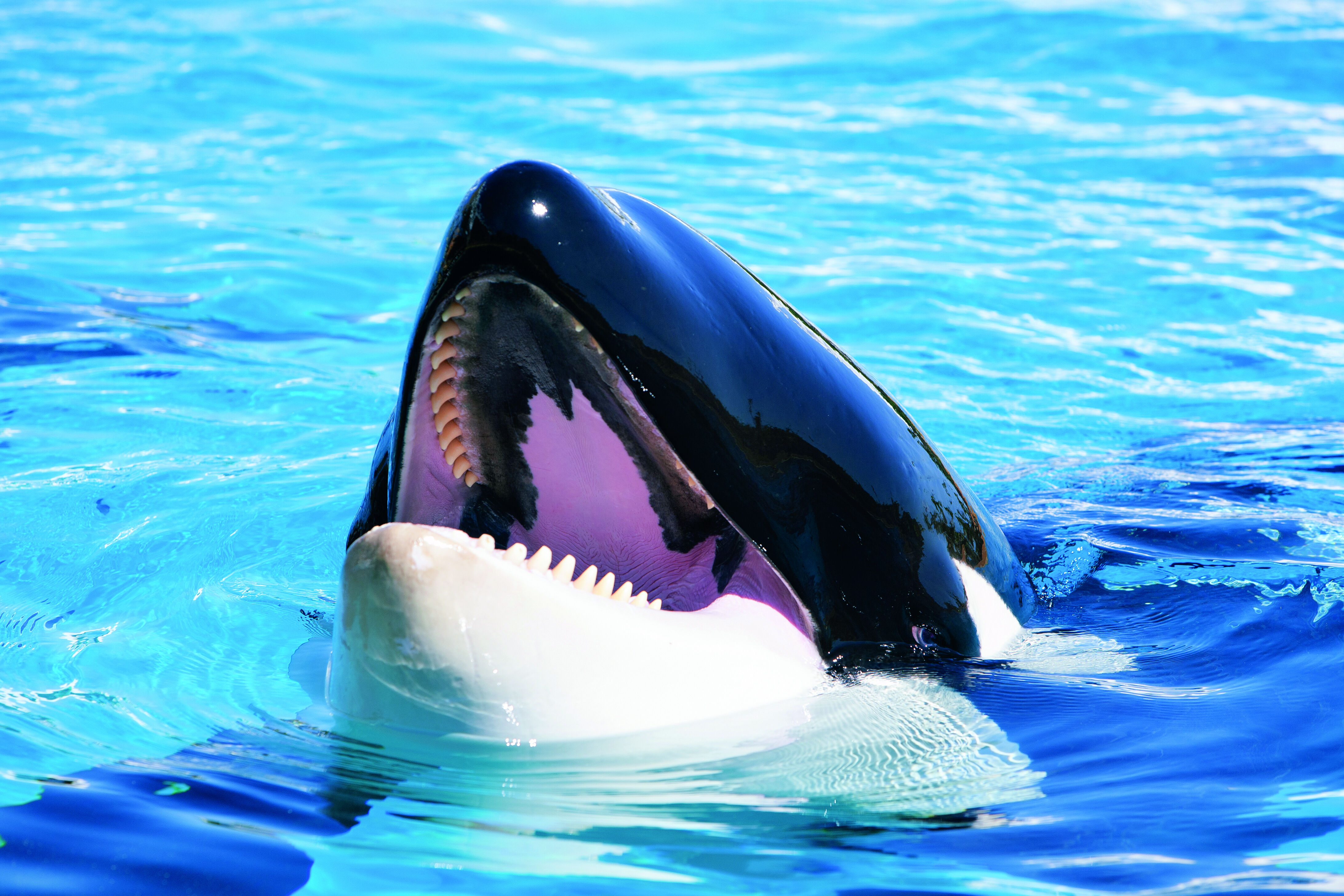 Loro Parque