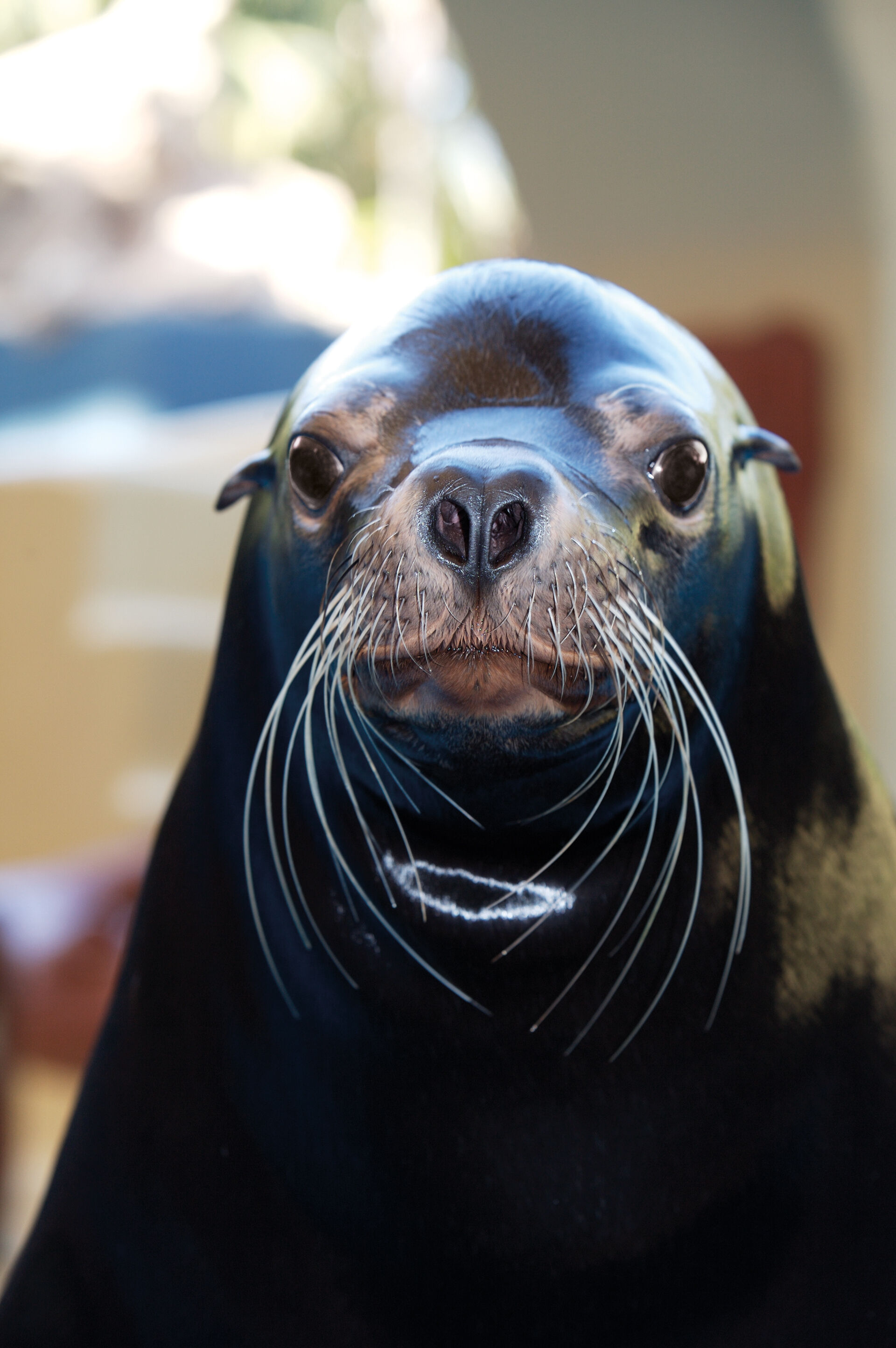 Loro Parque