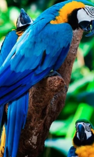 Loro Parque