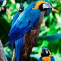 Loro Parque