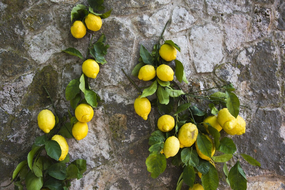 Pompeii & Positano: Small-Group Day Trip from Rome + Limoncello Tasting
