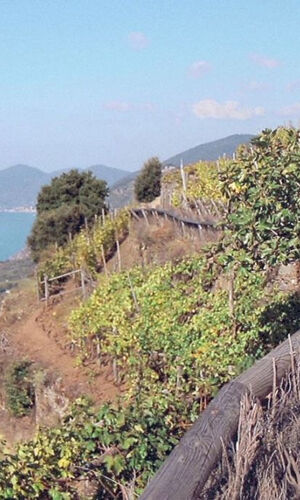 Cinque Terre: Gita di un giorno semi-privata da Firenze + pranzo a base di pesce
