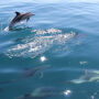 Vilamoura : Visite guidée des grottes et observation des dauphins