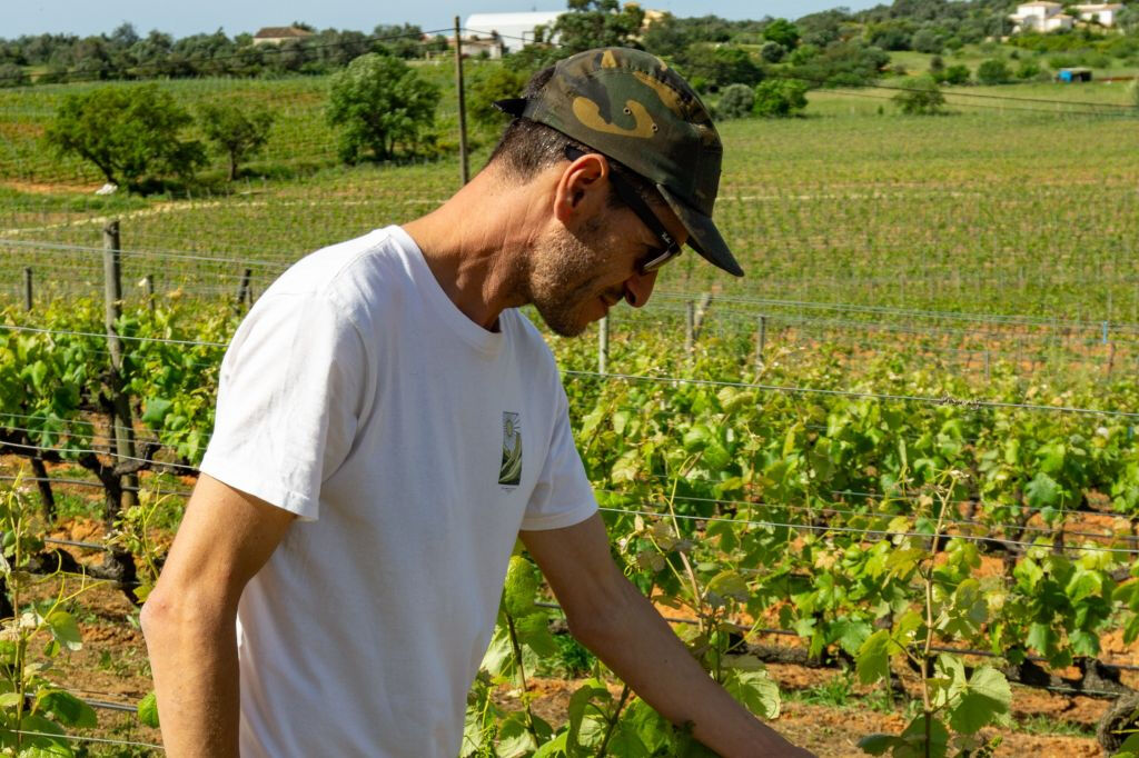 Small-Group Wine Tour and Silves Exploration from Albufeira