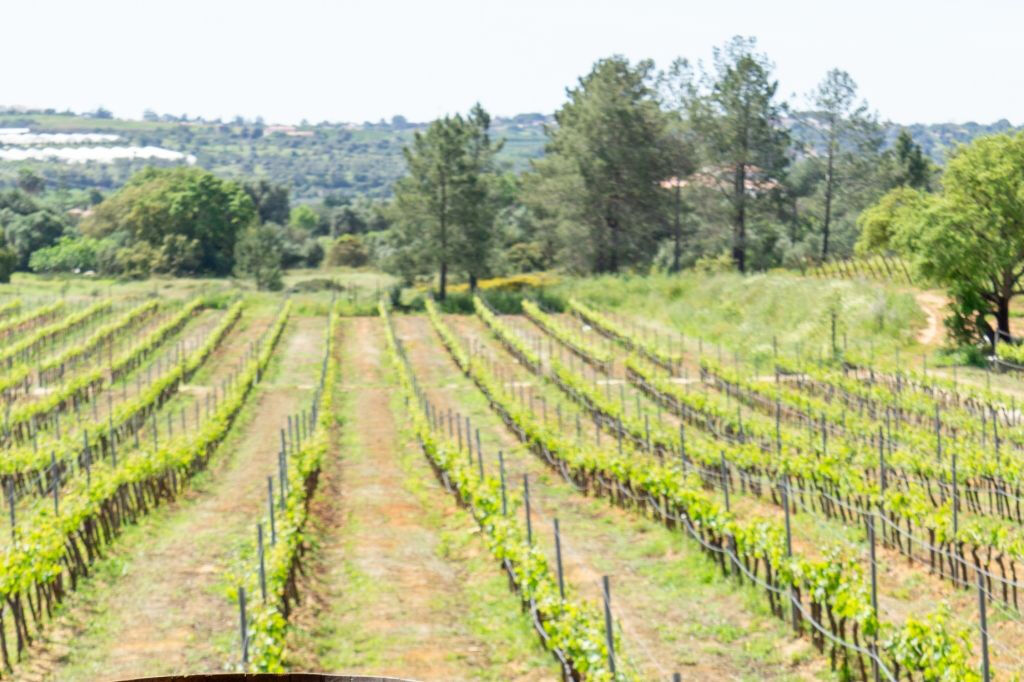 Small-Group Wine Tour and Silves Exploration from Albufeira