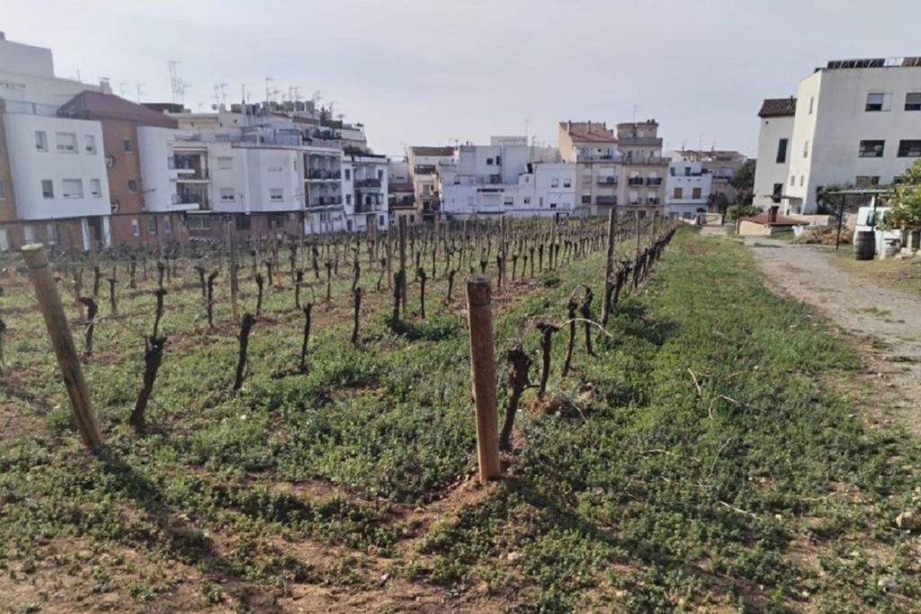 Paseo en Velero por Sitges, con Visita a Bodega