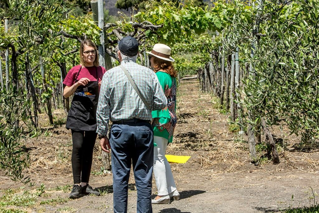Vesúvio: Degustação de vinhos em um vinhedo de Nápoles