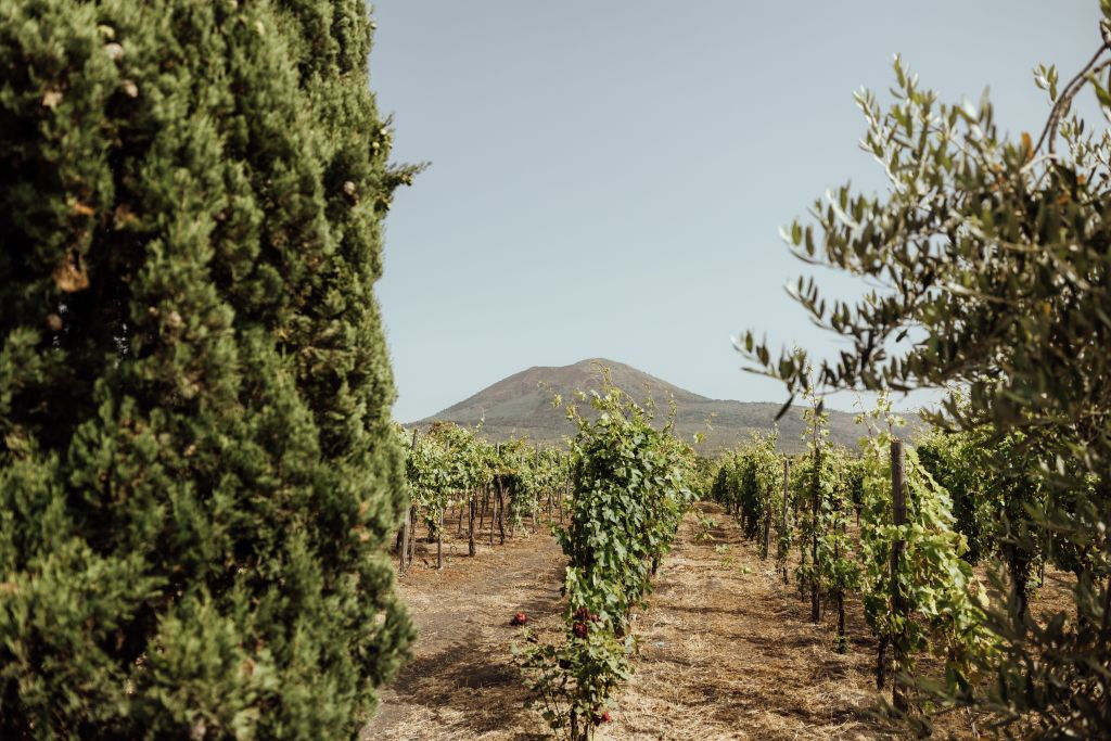 Vesúvio: Degustação de vinhos em um vinhedo de Nápoles