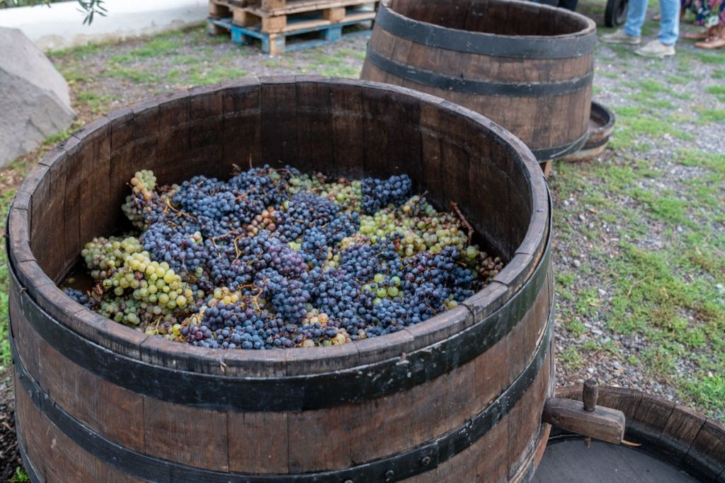 Vesúvio: Degustação de vinhos em um vinhedo de Nápoles