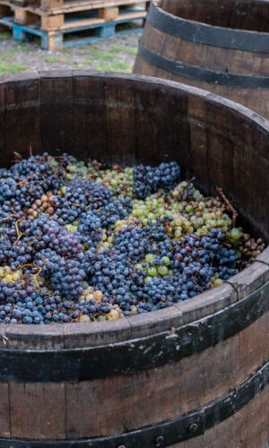Le Vésuve : Dégustation de vin dans un vignoble de Naples