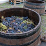 Vesúvio: Degustação de vinhos em um vinhedo de Nápoles