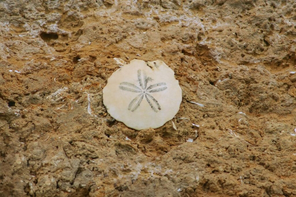 Tour de Portimão a Gruta do Paraíso