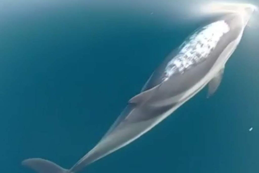 Taormine : Tour des dauphins au coucher du soleil + apéritif