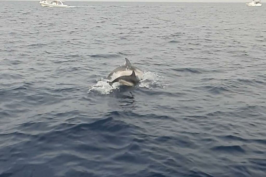 Taormine : Tour des dauphins au coucher du soleil + apéritif