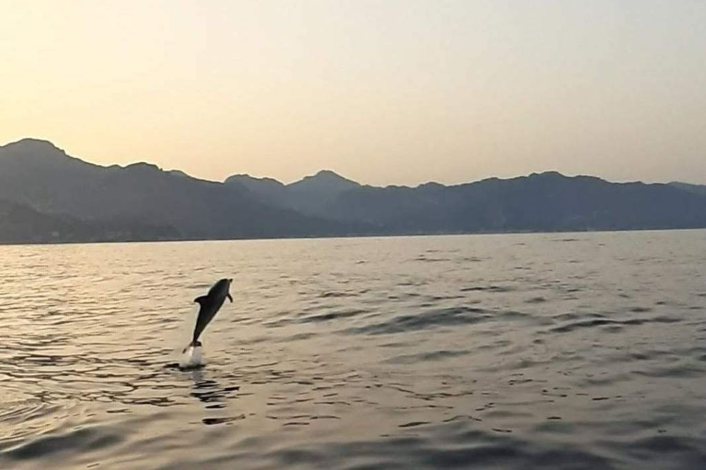 Taormina: Passeio de golfinho ao pôr do sol + aperitivo