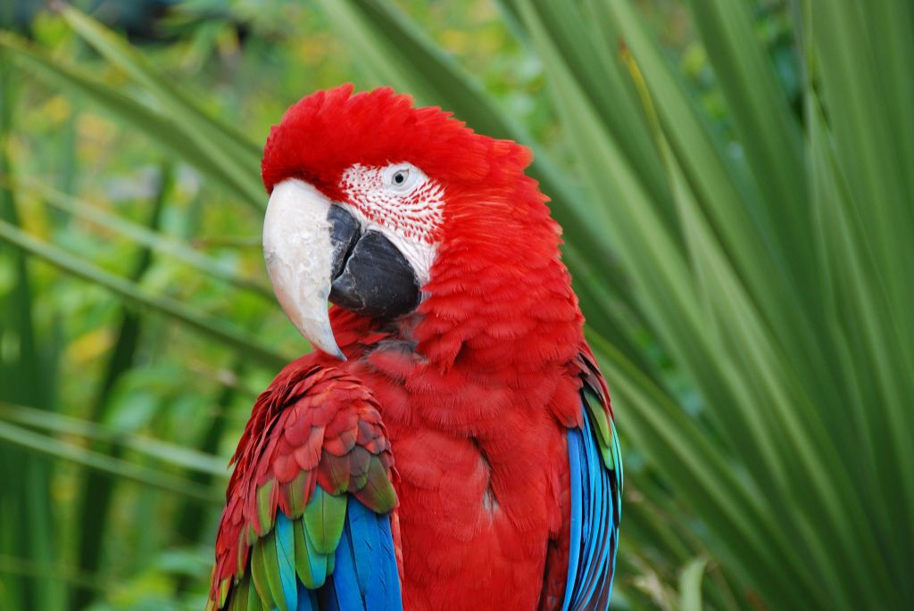 Zoo de Lisbonne : Billet avec accès rapide