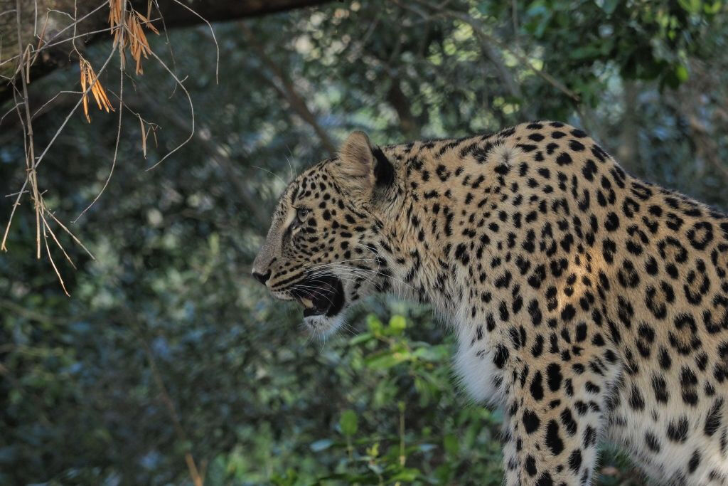 Zoo de Lisbonne : Billet avec accès rapide