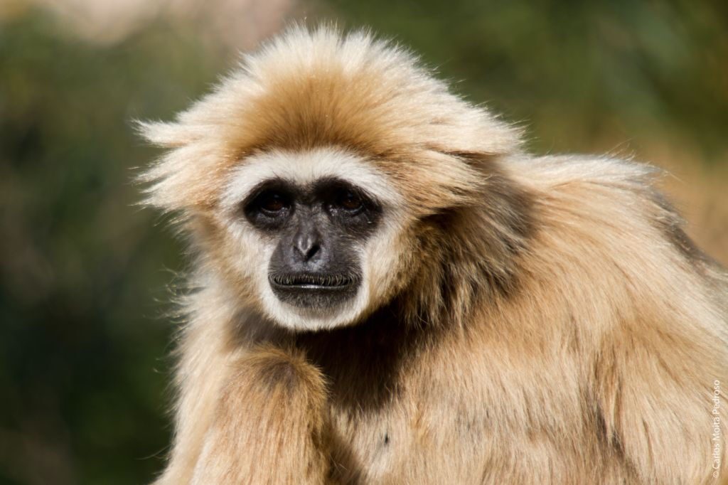Zoo de Lisbonne : Billet avec accès rapide