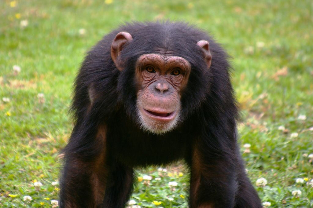 Zoo de Lisbonne : Billet avec accès rapide