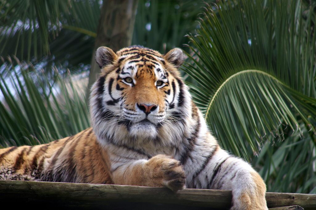 Zoo de Lisbonne : Billet avec accès rapide