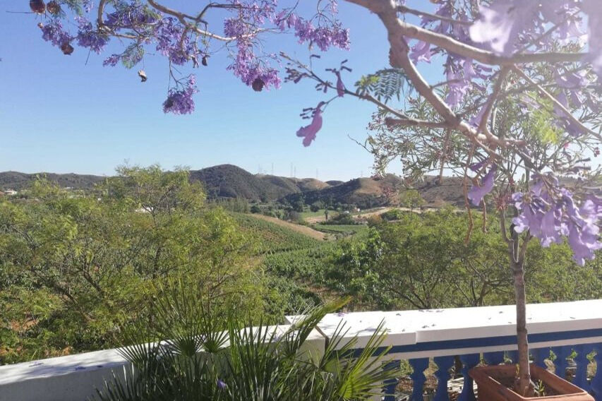 Desde Albufeira: Excursión de un día para catar vinos