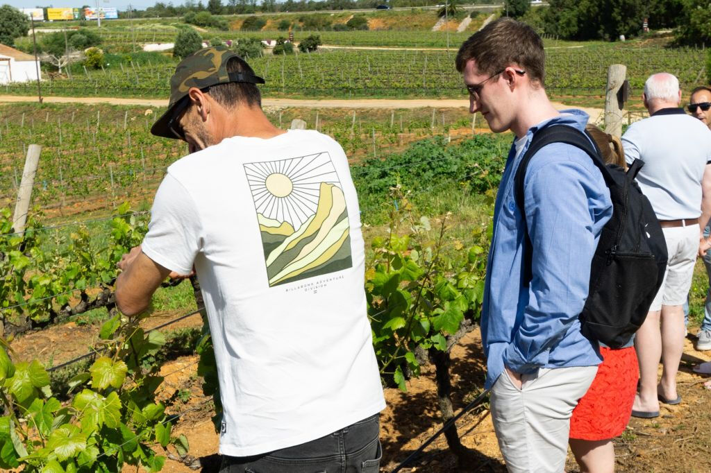 Desde Albufeira: Excursión de un día para catar vinos