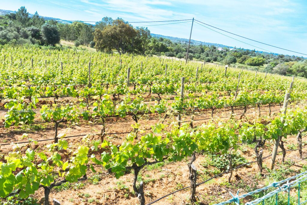 Desde Albufeira: Excursión de un día para catar vinos