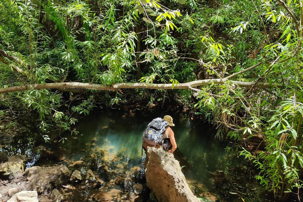 The Rainforest Tour - Small Group Trip with Tasting