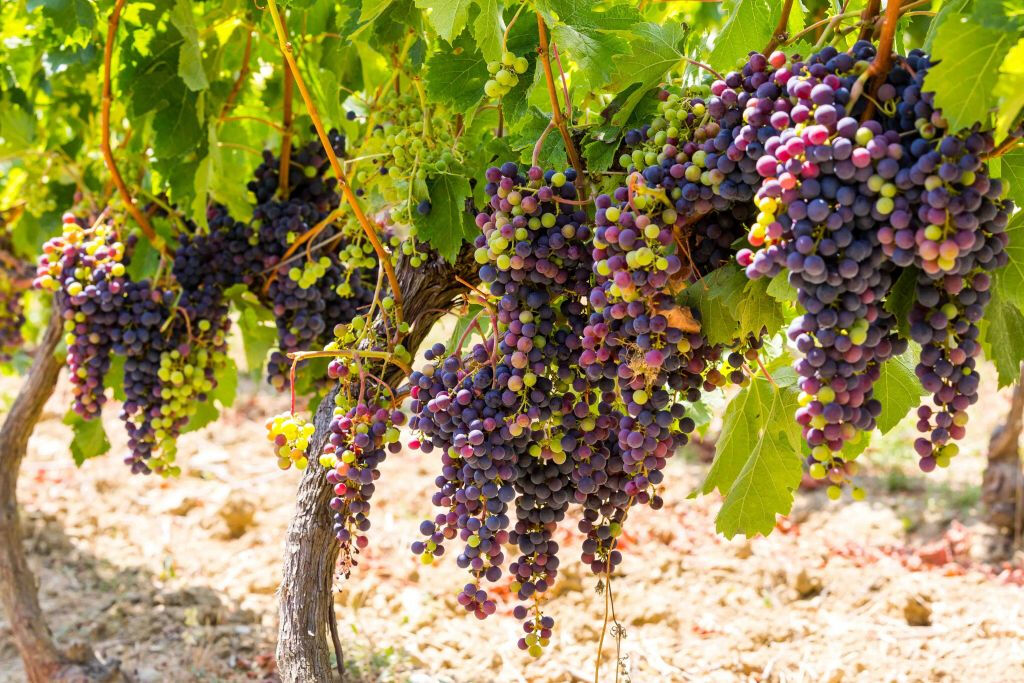 Niza: Visita a un Pueblo de la Provenza con Degustación de Vinos y Productos