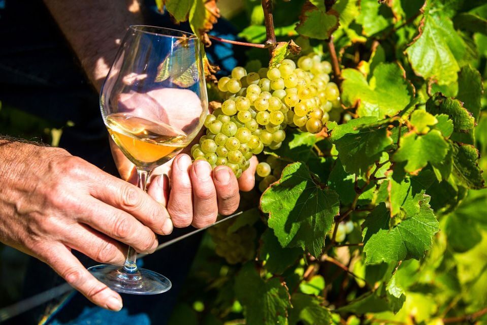 Niza: Visita a un Pueblo de la Provenza con Degustación de Vinos y Productos