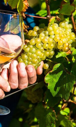 Niza: Visita a un Pueblo de la Provenza con Degustación de Vinos y Productos
