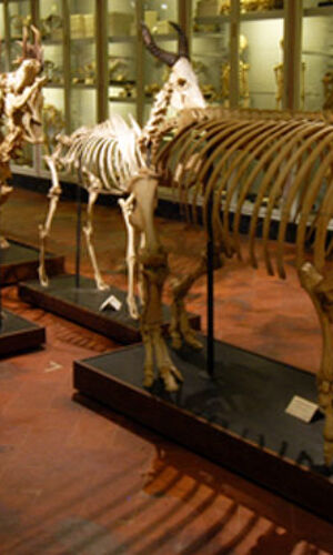 Museo di Storia Naturale La Specola: Salta la Coda