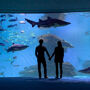 Palma Aquarium: Admission Ticket + Transfer from East Zone
