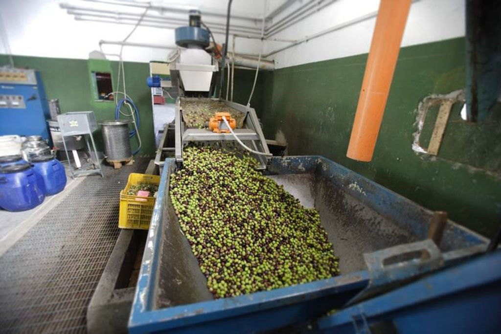 Villa Castelli: tour a piedi con degustazione di olio d'oliva