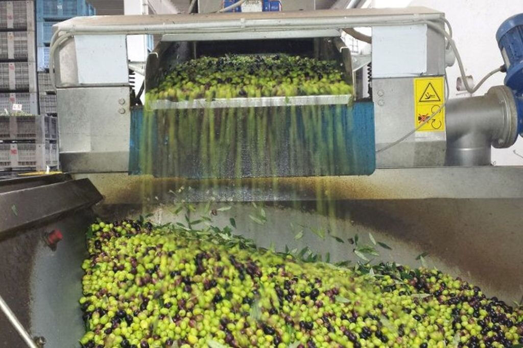 Villa Castelli : visite à pied avec dégustation d'huile d'olive