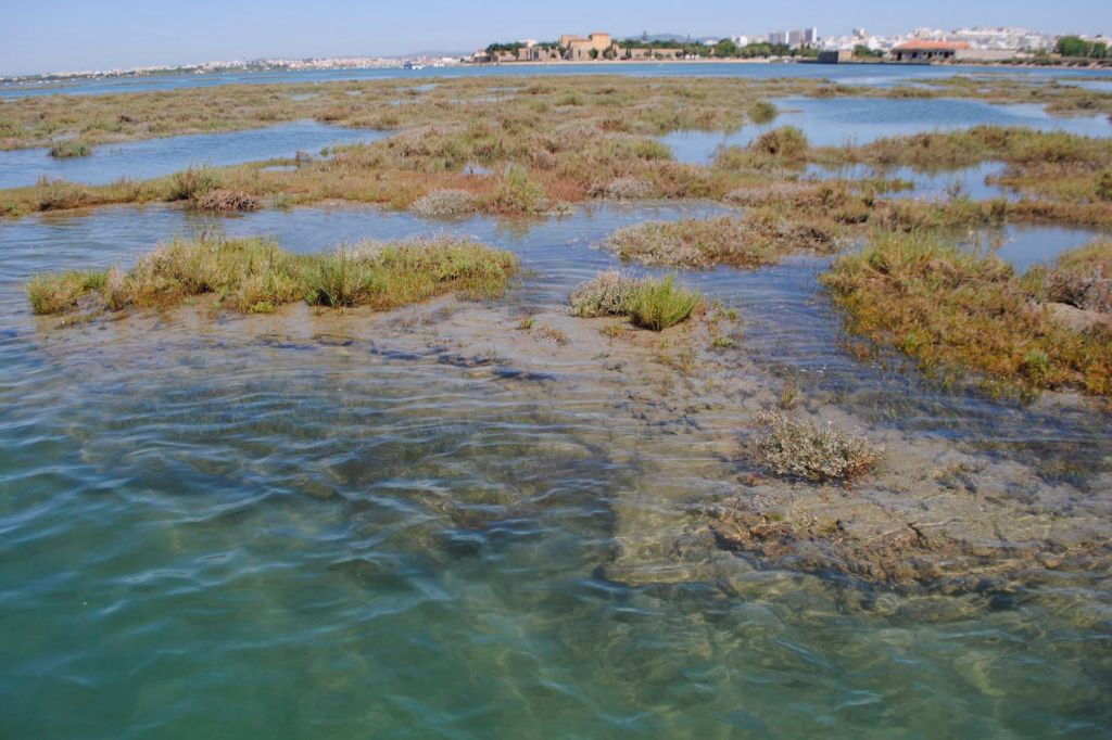 Breve excursión en barco por la Ría Formosa desde Faro