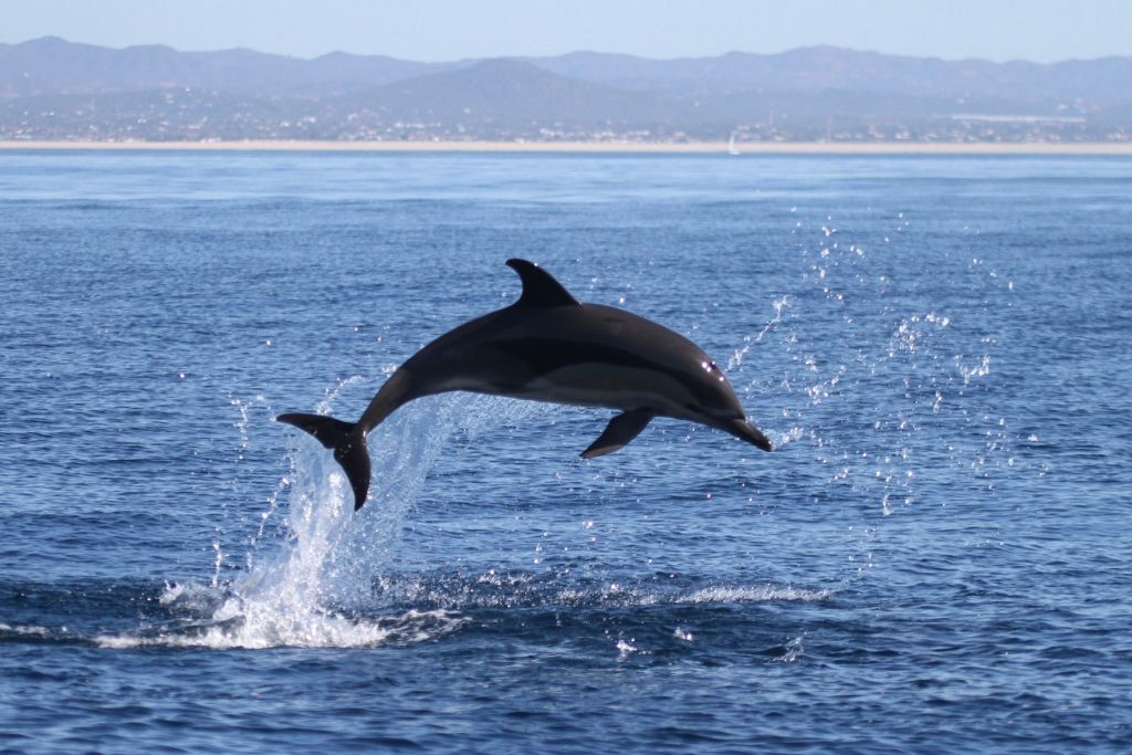 Marine Life and Dolphin Watching Boat Trip from Faro