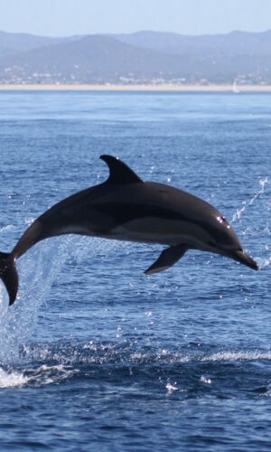 Marine Life and Dolphin Watching Boat Trip from Faro