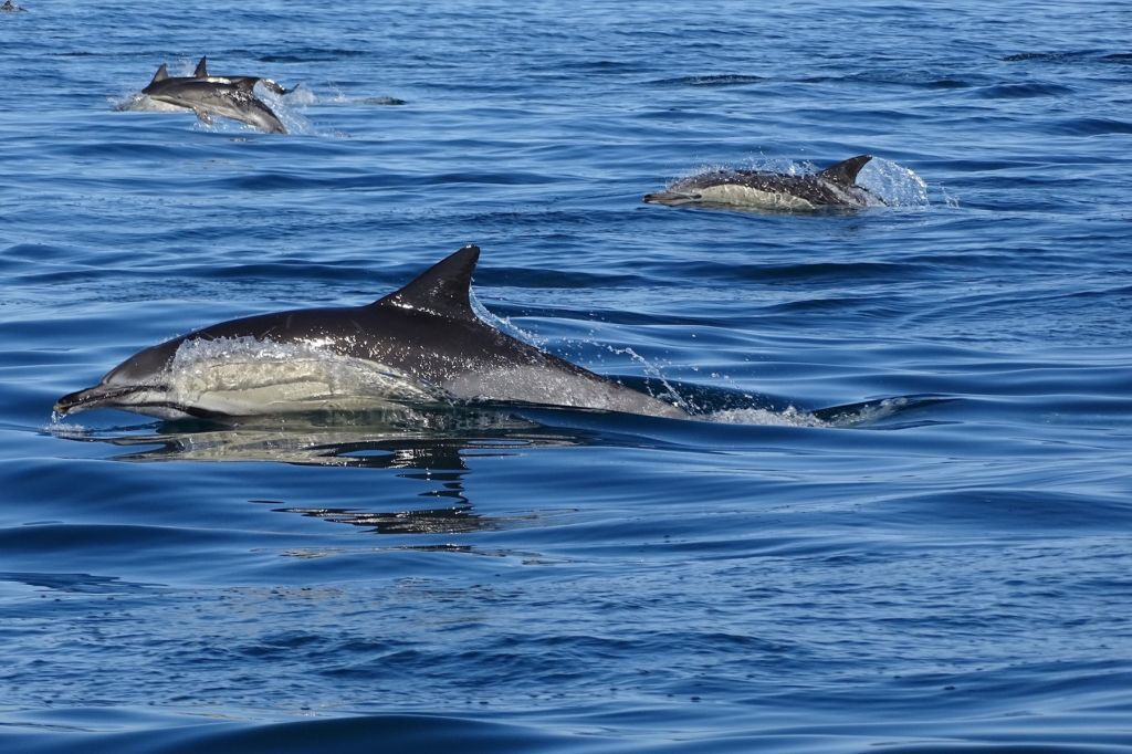 Gita in barca con osservazione della vita marina e dei delfini da Faro