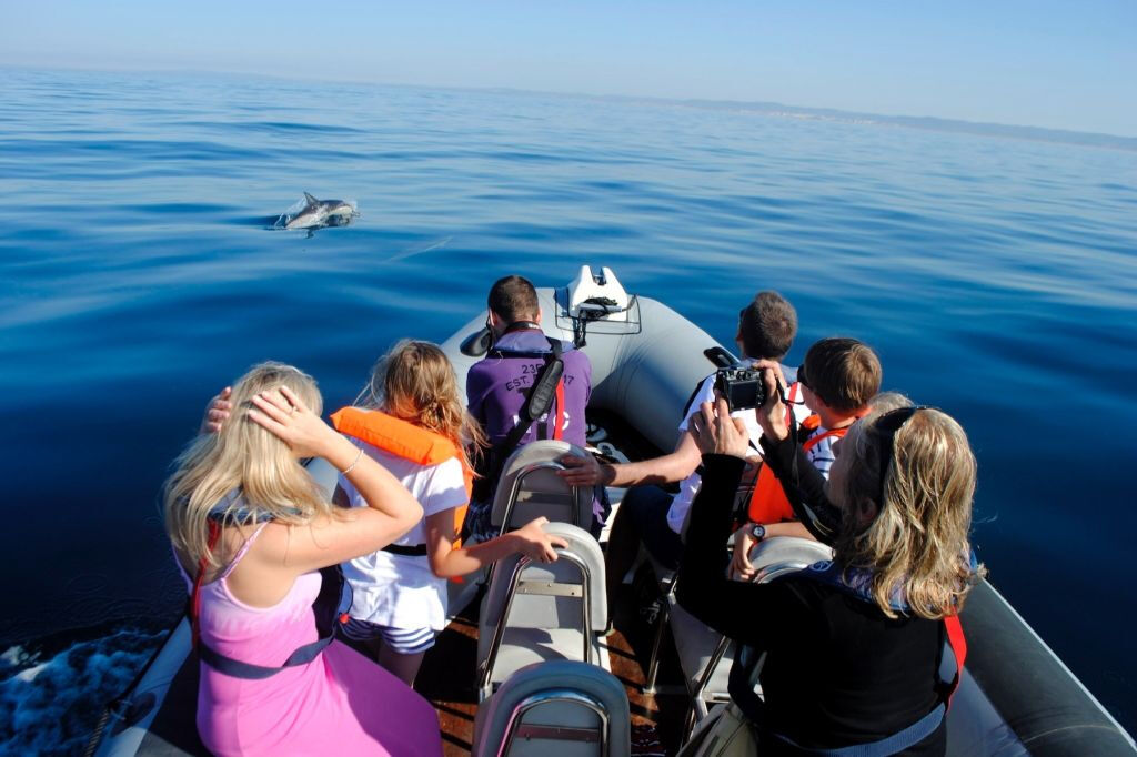 Gita in barca con osservazione della vita marina e dei delfini da Faro
