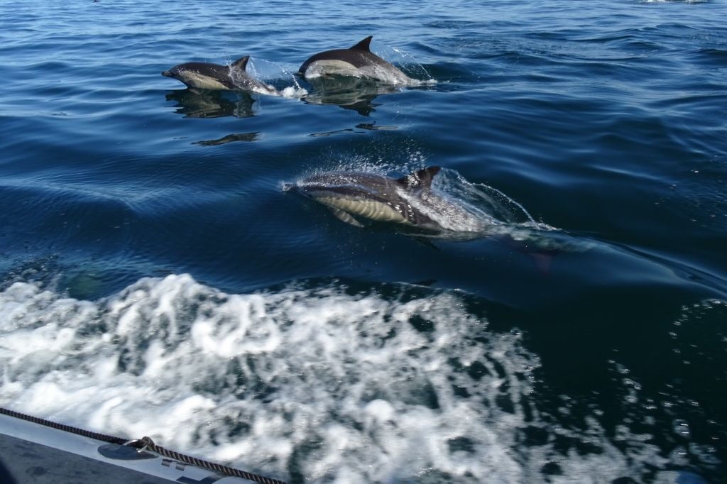 Gita in barca con osservazione della vita marina e dei delfini da Faro